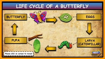 The Life Cycle of a Butterfly: Interactive Google Slides + Powerpoint + 2 worksheets