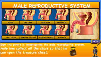 A: Cell Division and Reproduction: Big Bundle: 5 Google Slides Presentations