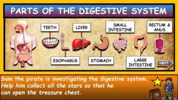 The Digestive System|3rd-8th| Interactive Google Slides + Powerpoint version + 2 worksheets