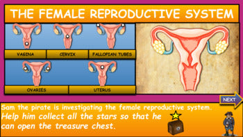 The Female Reproductive System|4th-8th| Interactive Google Slides + Printable Worksheet