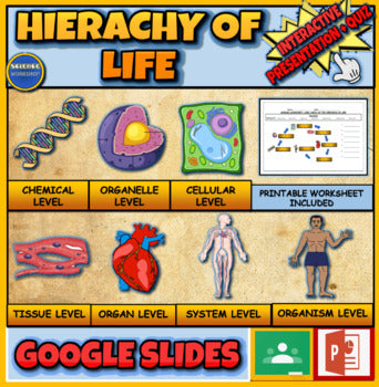 The Hierarchy Of Life |3rd-8th| Interactive Google Slides + Quiz + Powerpoint + Printable Worksheet