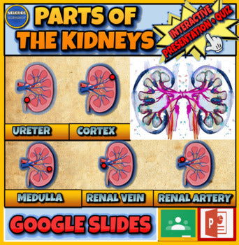 Parts Of The Kidneys: Interactive Google Slides +Printable Worksheet+PPT Version