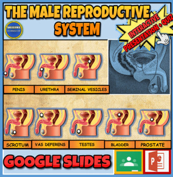 The Male Reproductive System: |3rd-8th| Interactive Google Slides+ Powerpoint + Printable Worksheet