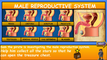 The Male Reproductive System: |3rd-8th| Interactive Google Slides+ Powerpoint + Printable Worksheet