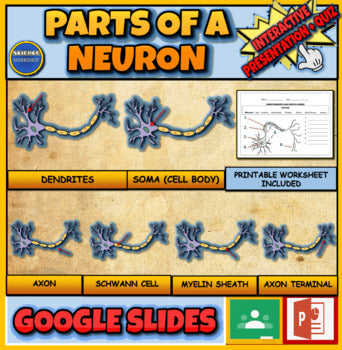 Parts Of A Neuron Powerpoint|5th-9th| Nervous System + Quiz + Printable Worksheet + Google Slides Verson