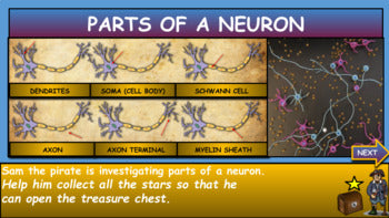 Parts Of A Neuron Powerpoint|5th-9th| Nervous System + Quiz + Printable Worksheet + Google Slides Verson