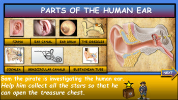 Parts of the Human Ear |4th-8th| Interactive Google Slides + Powerpoint Version + Worksheet