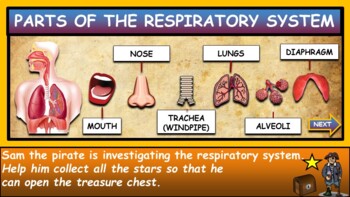 The Respiratory System:|3rd-8th| Interactive Google Slides + Powerpoint Version + 2 worksheets